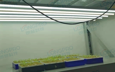UV紫外線照射實(shí)驗(yàn)：植物如何應(yīng)對自然環(huán)境中的紫外線威脅？